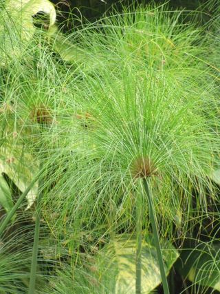 Cyperus-papyrus_02