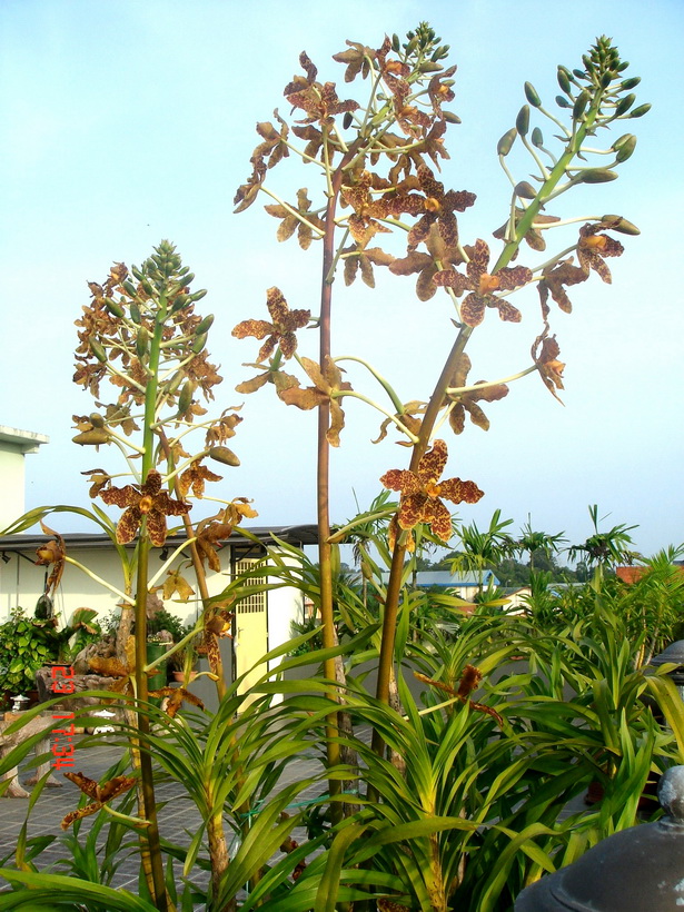 Grammatophyllum speciosum-detail