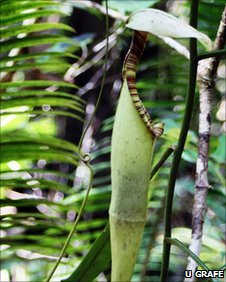 Nepenthes rafflesiana elongata