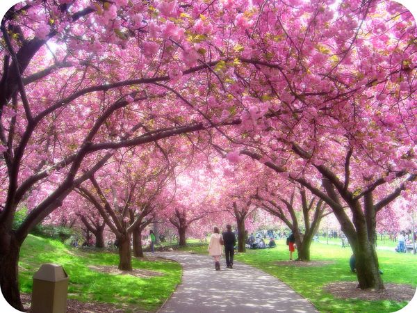 Tremblement de terre au Japon - Le pouvoir des fleurs