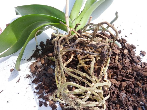 Rempoter Une Orchidee Phalaenopsis En 7 Images Le Pouvoir Des Fleurs