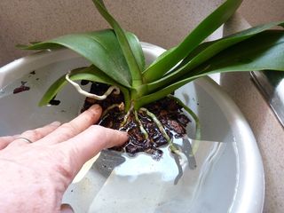 Phalaenopsis-rempotage_06