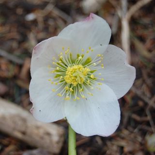 Helleborus_niger_02