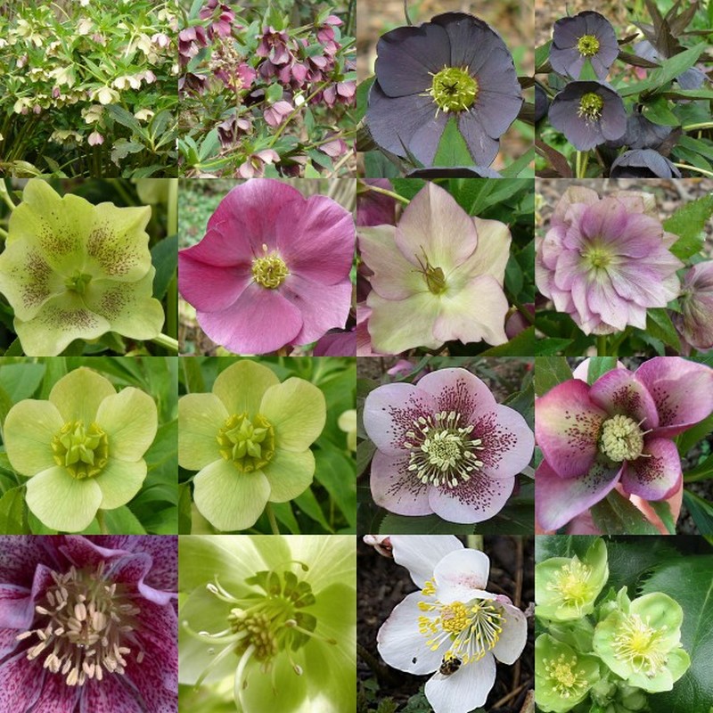 Hellebore-montage