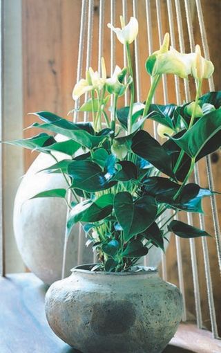 Anthurium_page1_image9