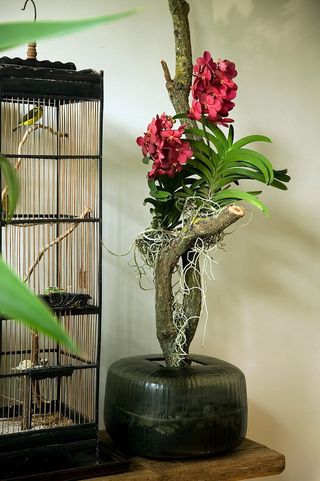 L'orchidée Vanda - Le pouvoir des fleurs