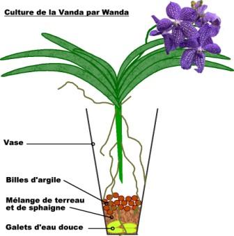 Culture de la Vanda par Wanda