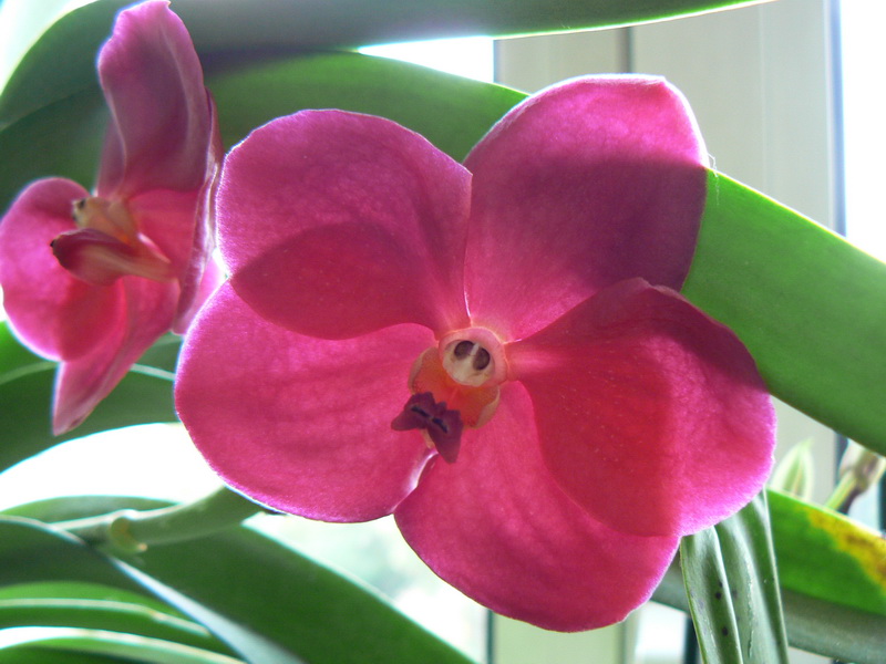 Orchidées Wanda