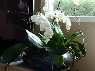 Orchidée-phalaenopsis