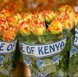 Roses-kenya