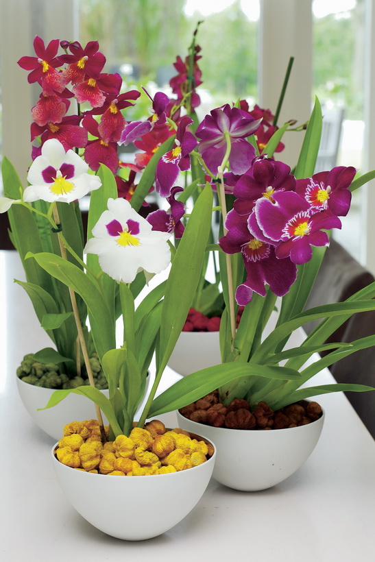 Miltonia_02