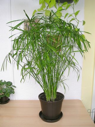 Cyperus_alternifolius (1)