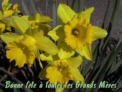 Jonquilles