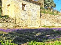 Violettes-bastide_2