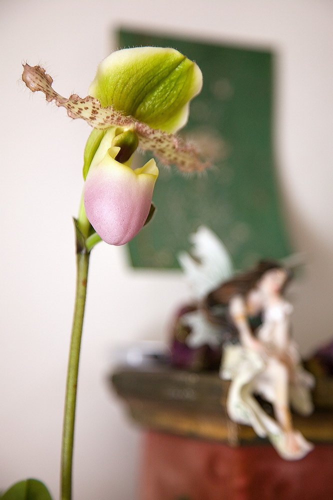 Paphiopedilum 3 HD