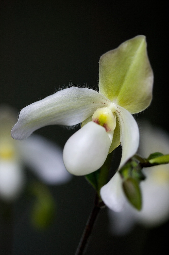 Paphiopedilum Gros plans HD