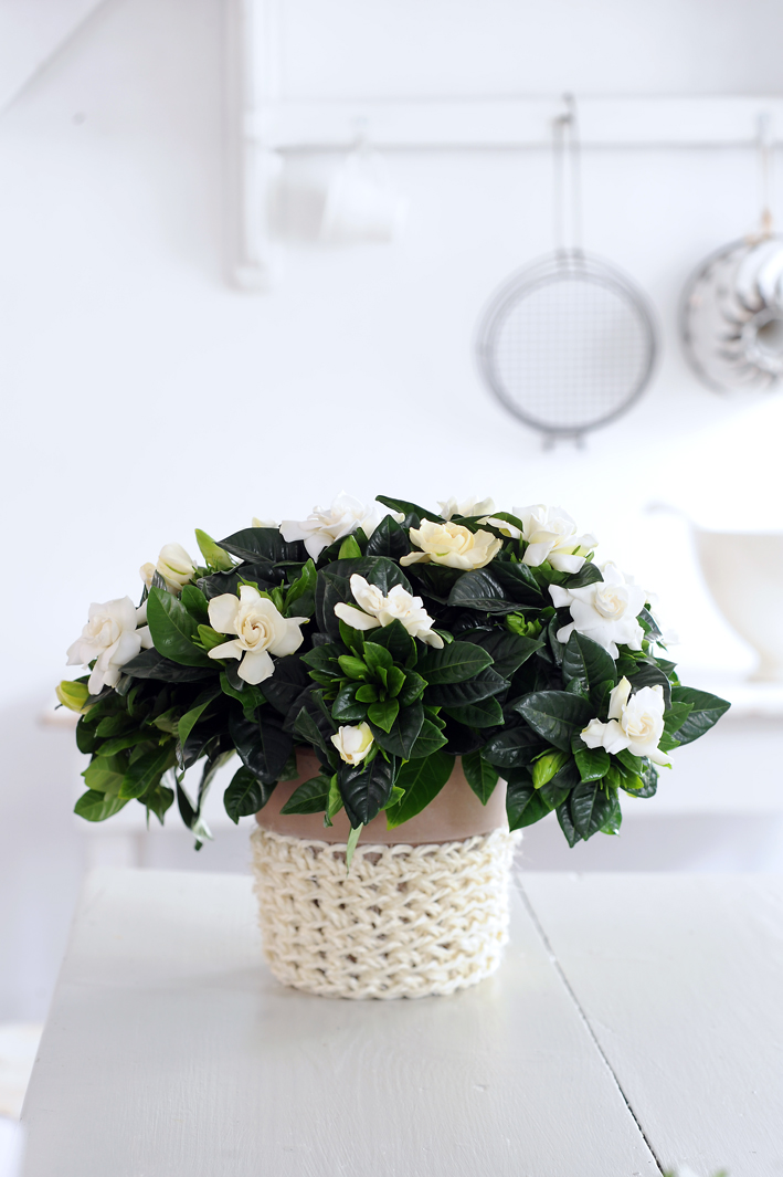 Gardenia 2