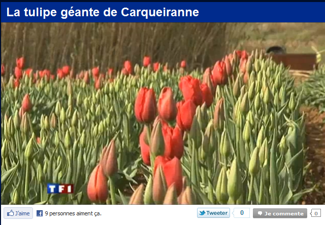 Tulipe_carqueyranne_2