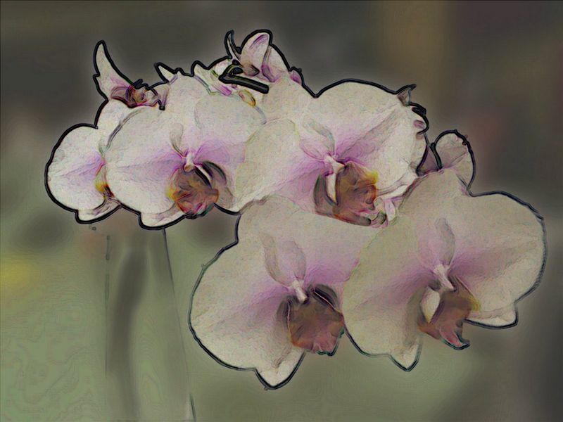 Phalaenopsis 21f