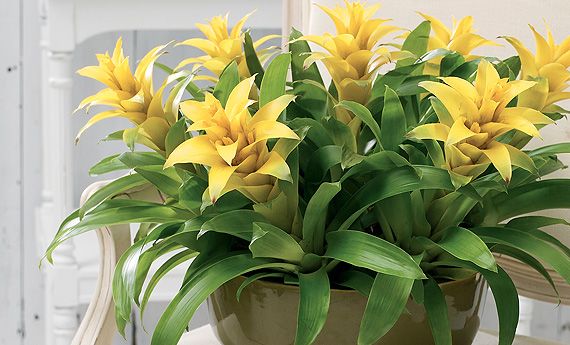 Bromelia-guzmania