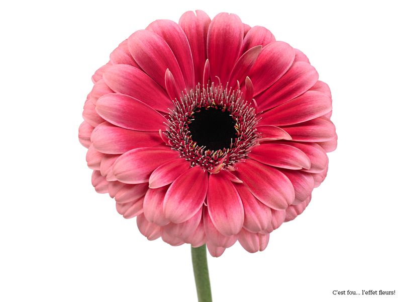 Gerbera rose