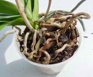 Rempoter Une Orchidee Phalaenopsis En 7 Images Le Pouvoir Des Fleurs