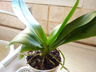 Phalaenopsis-rempotage_07