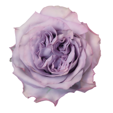 Dolcetto_topview_lavender_rose