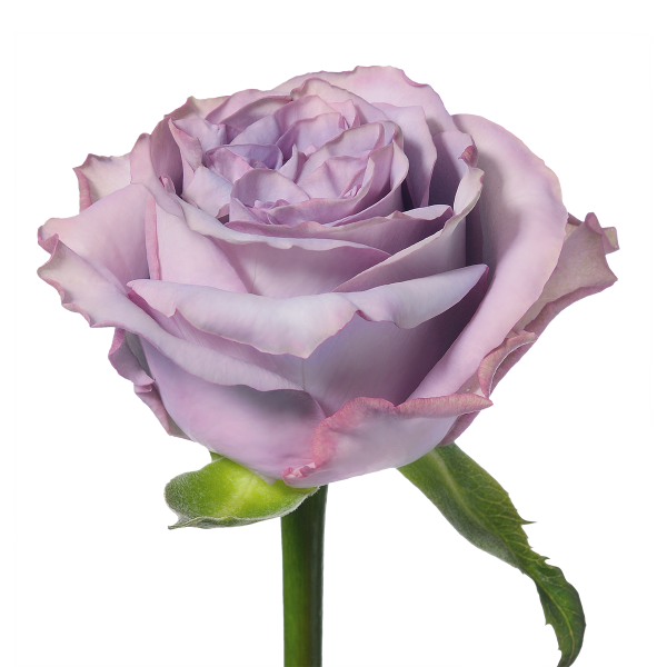 Dolcetto_sideview_lavender_rose