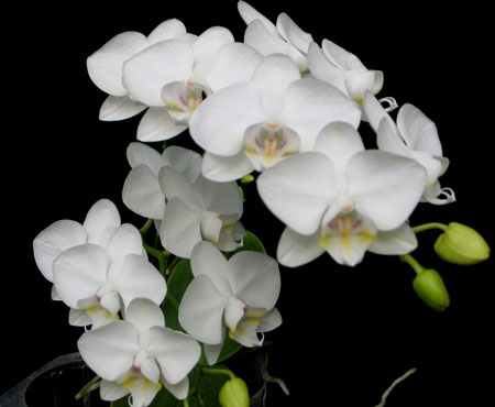 Phalaenopsis moi with