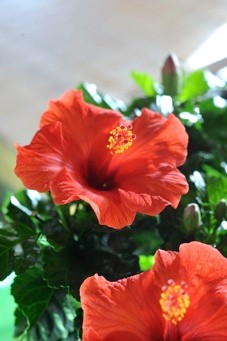 Hibiscus-1