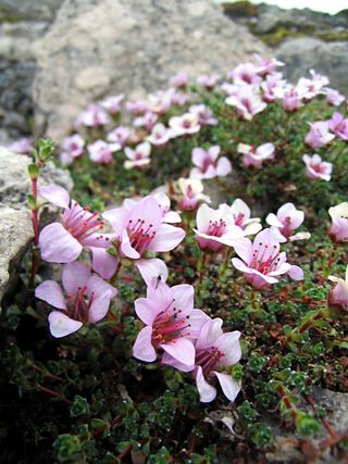 Saxifrage feuilles opposées