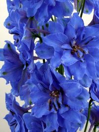 Delphinium brilliant blue.JPG-for-web-large