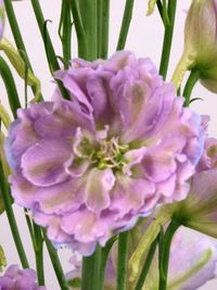 Delphinium blush milka4