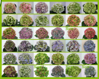 Hydrangea_1