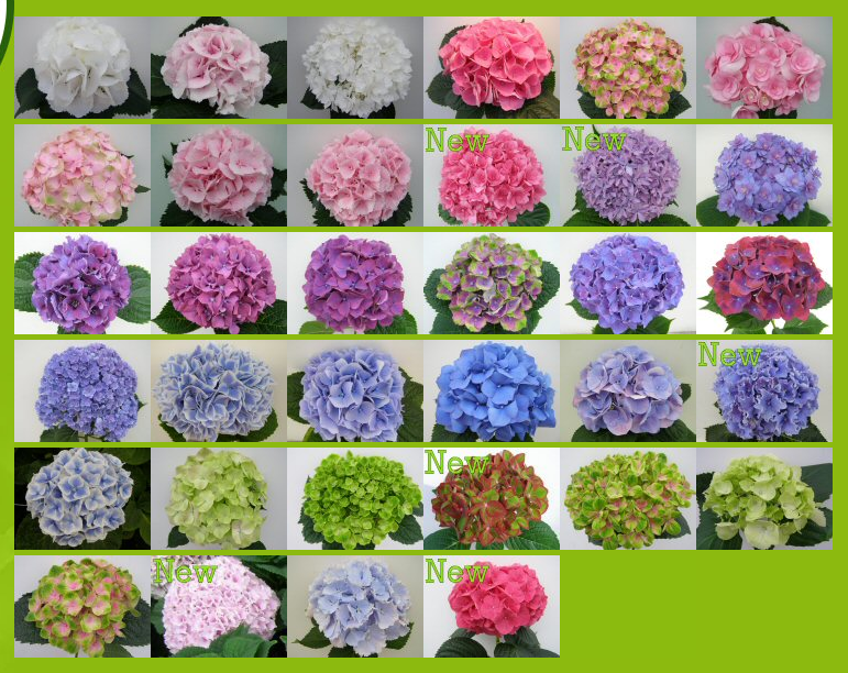 Hydrangea_2