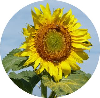 Tournesol