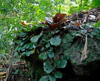 Begonia-blancii-and-Pothos