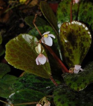Begonia-blancii-male-and-female-flowers-Palawan_400