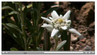 Edelweiss