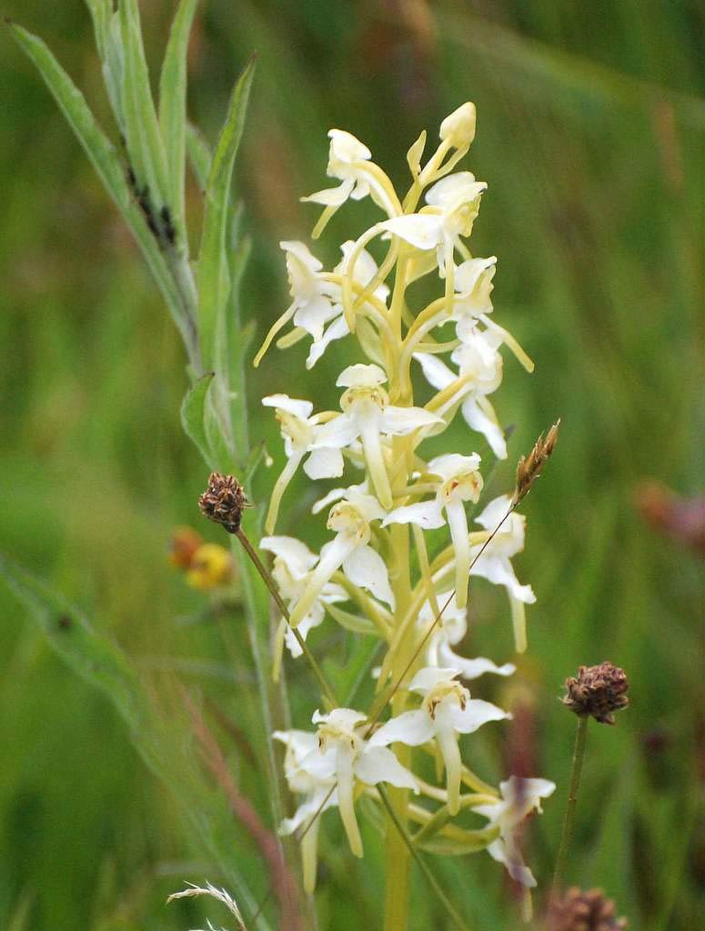 Greater-butterfly-orchid