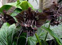 Black Bat Orchid