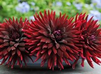 Black-dahlia