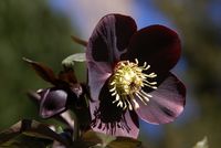 Black hellebore