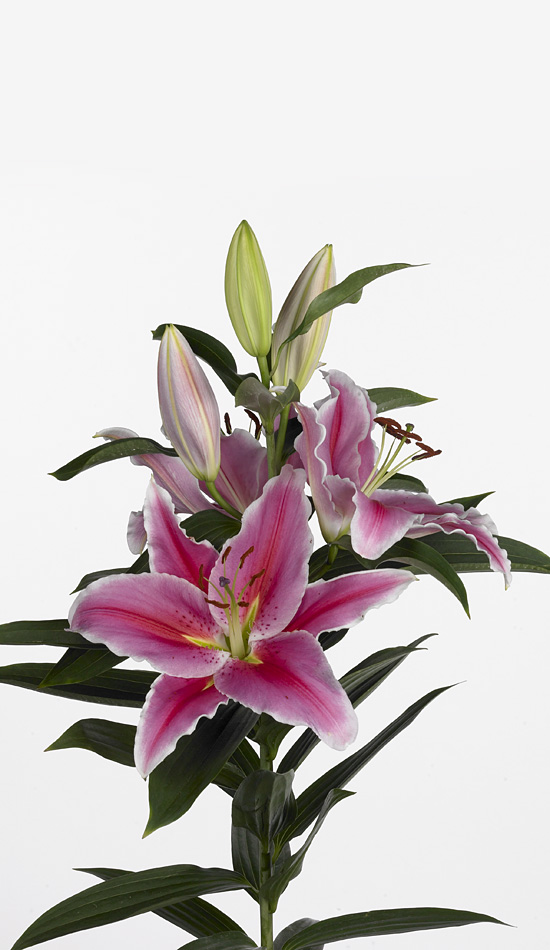 4 conseils pour conserver longtemps vos Liliums ou Lys en vase. - Le  pouvoir des fleurs