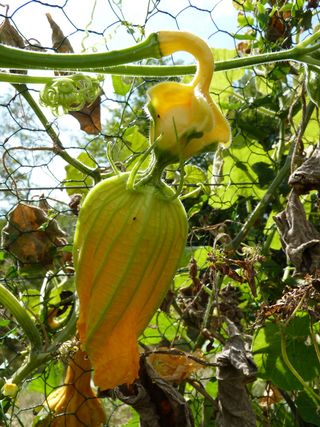 fleur et fruit de Coloquinte