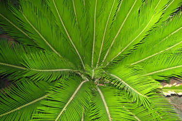 Cycas-4