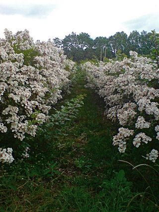 Les cynorrhodons  en juin