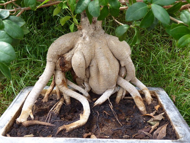 Ficus-ginseng_04