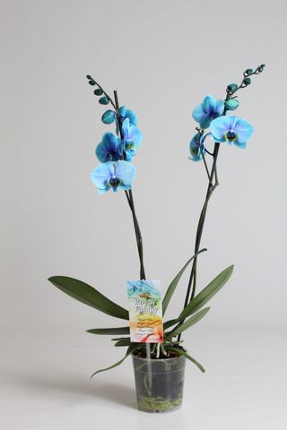 HORREUR, une plante d'orchidée Phalaenopsis bleue ! - Le pouvoir des fleurs